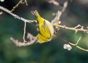 メジロ つくし湖(茨城県桜川市) 2024年3月9日(土)