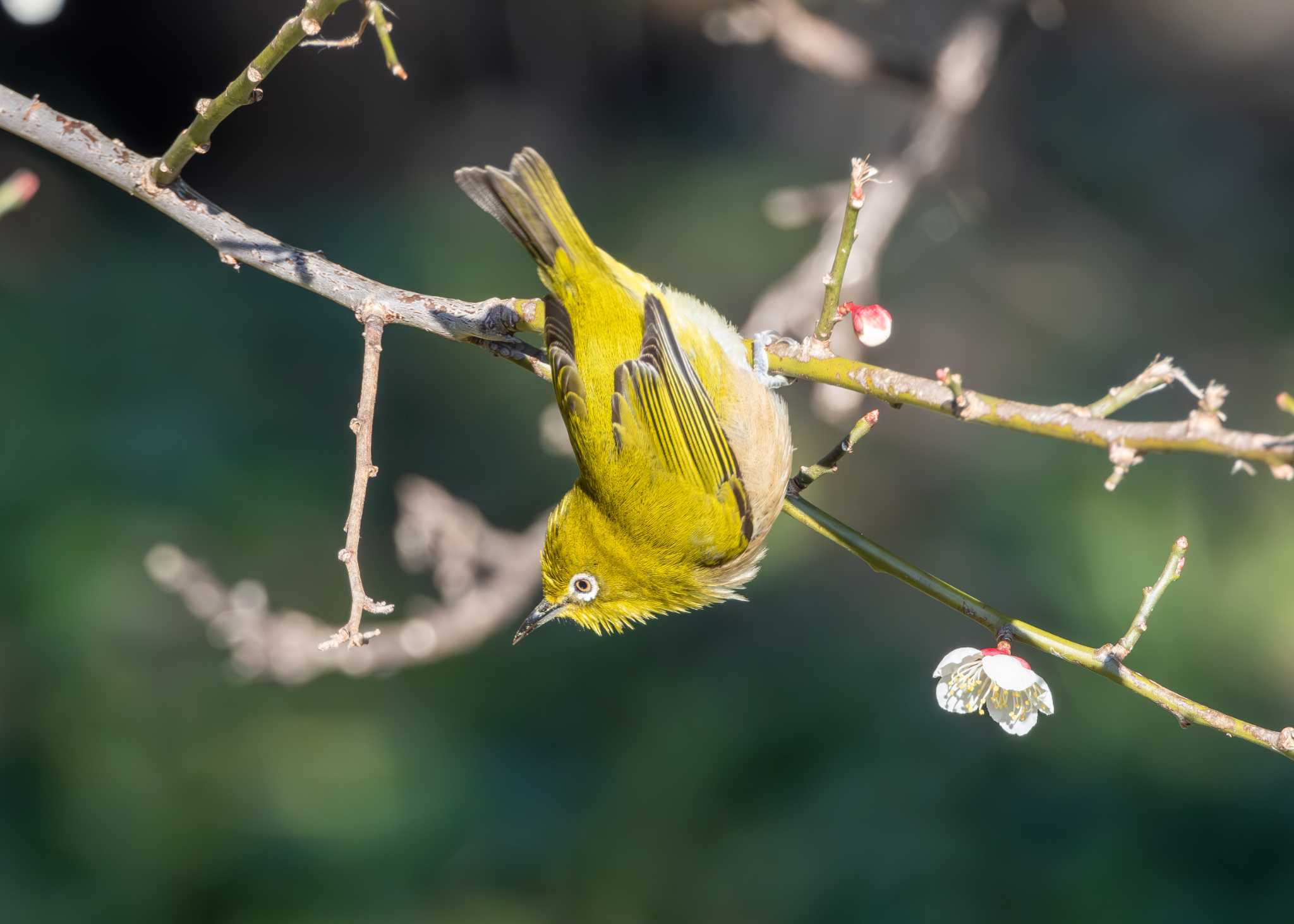 Photo of Warbling White-eye at つくし湖(茨城県桜川市) by MNB EBSW