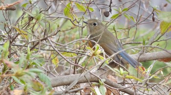 2024年3月9日(土) 馬見丘陵公園の野鳥観察記録