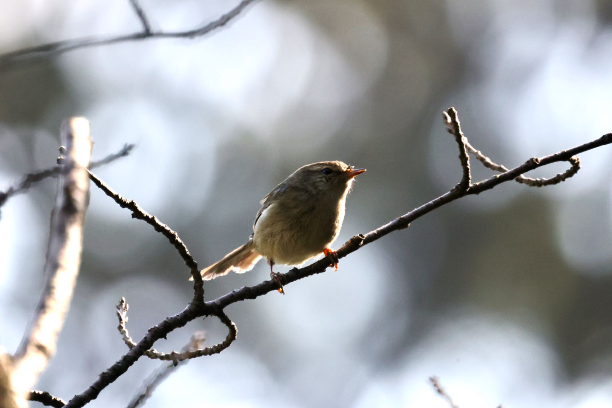 Japanese Bush Warbler