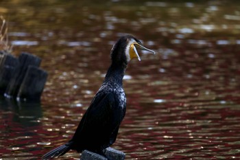 カワウ 上野台公園（東海市） 2024年3月9日(土)