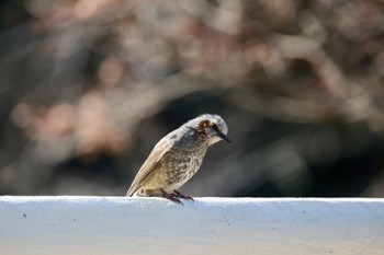 ヒヨドリ 上野台公園（東海市） 2024年3月9日(土)