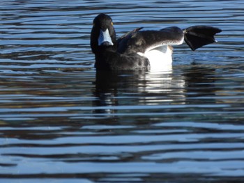 Tufted Duck 隅田川 Sat, 1/6/2024