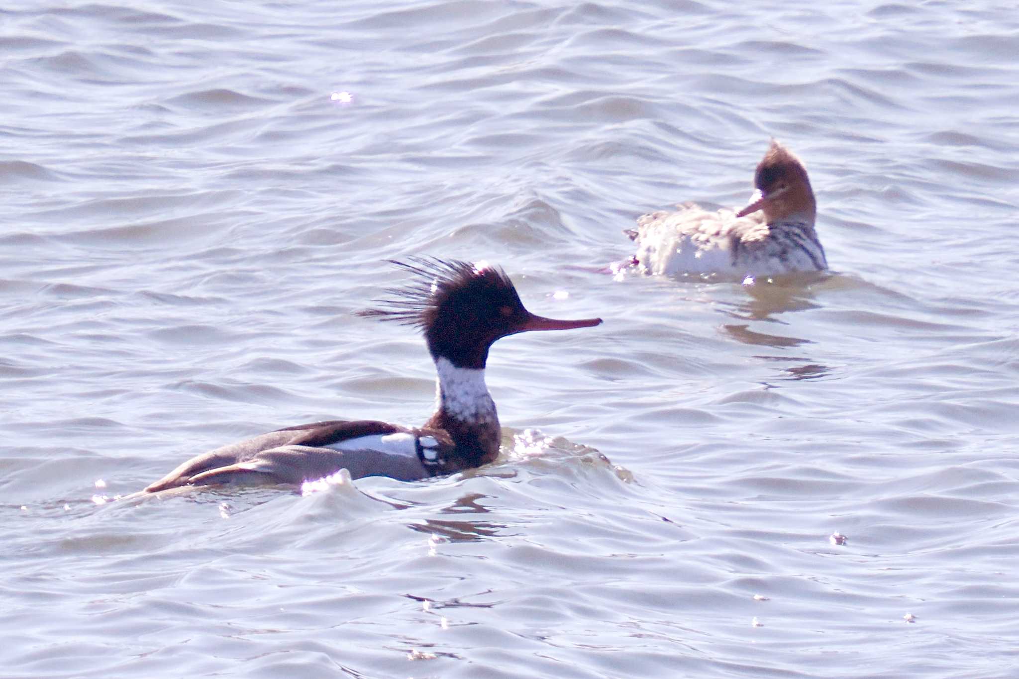 Photo of Red-breasted Merganser at 荒川・砂町水辺公園(東京都江東区) by 藤原奏冥