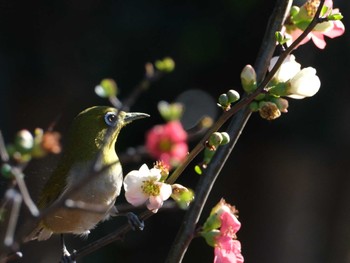 Warbling White-eye 金井公園 Sat, 3/9/2024