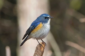 Red-flanked Bluetail Arima Fuji Park Sat, 3/9/2024