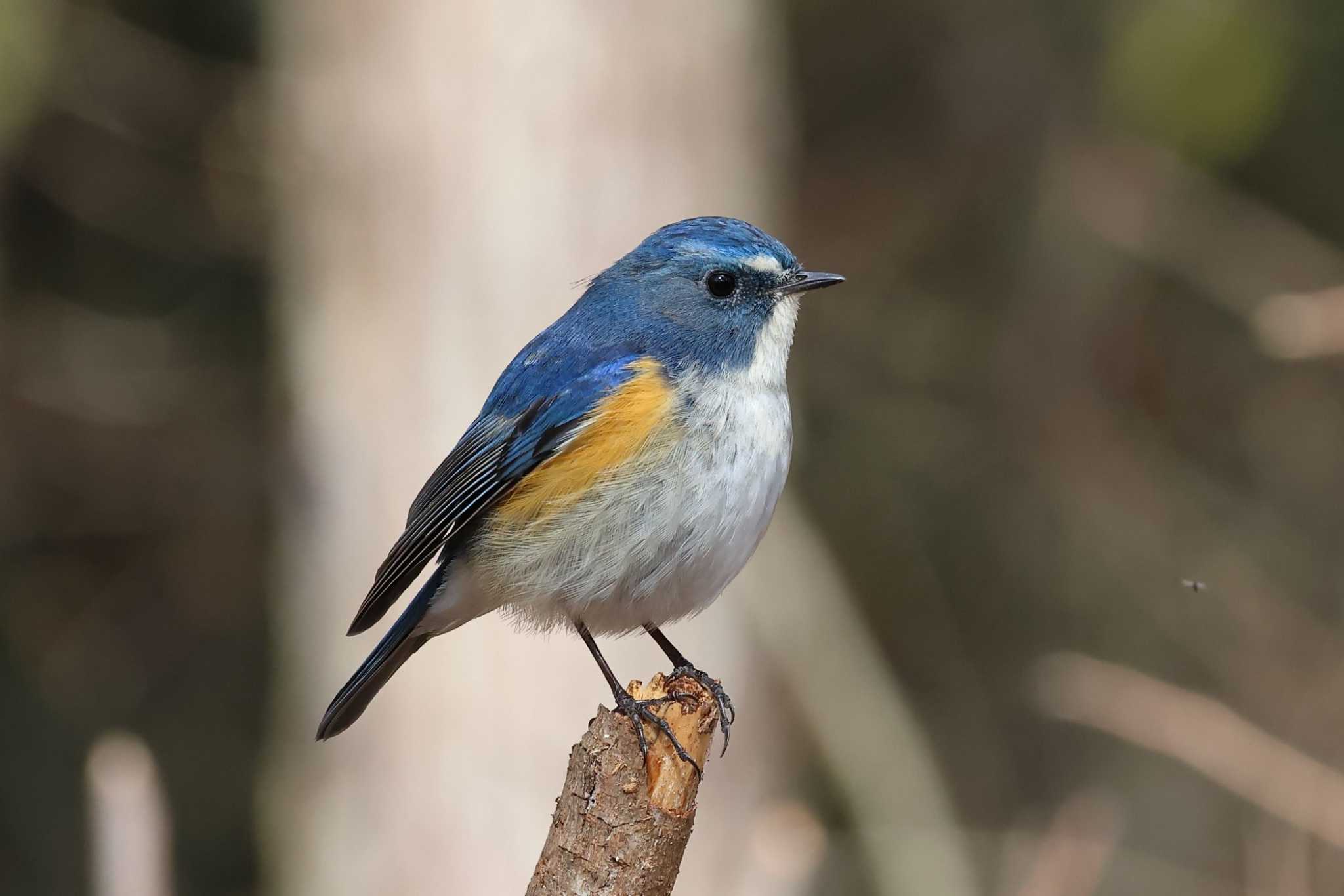 Photo of Red-flanked Bluetail at Arima Fuji Park by いわな