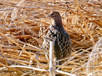 Common Pheasant 我孫子市近郊 Sat, 3/9/2024