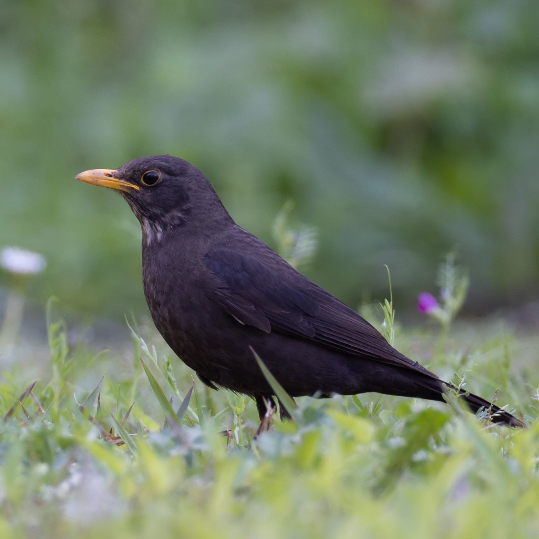 Photo of Chinese Blackbird at 九州 by アグリ