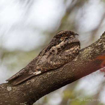 Grey Nightjar 福岡 Tue, 4/18/2023