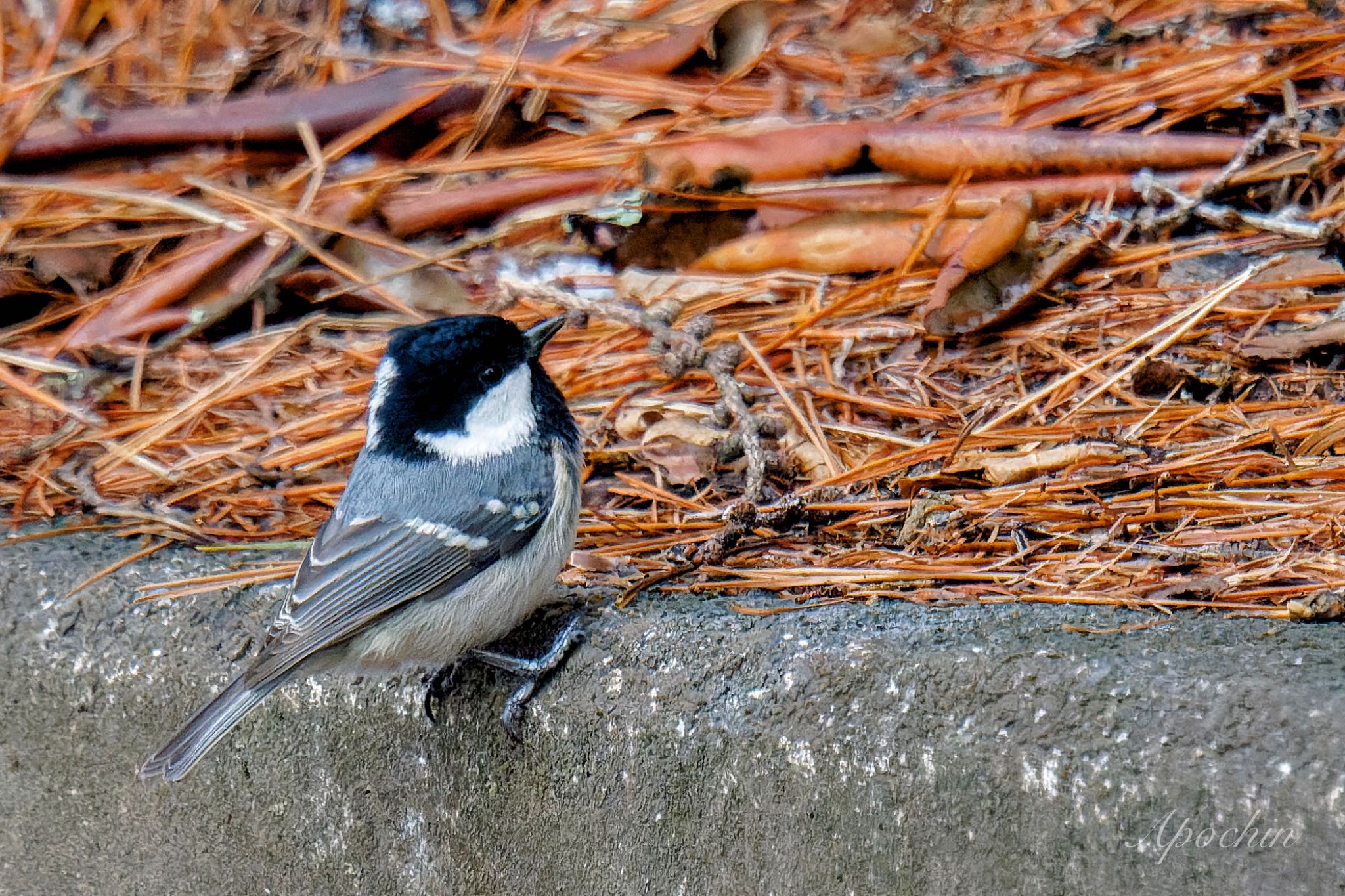Photo of Coal Tit at 創造の森(山梨県) by アポちん