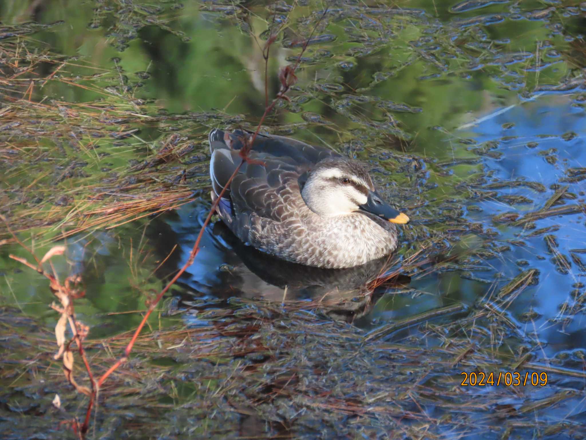 葛西臨海公園 カルガモの写真