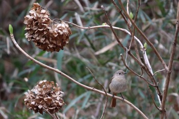 Daurian Redstart 新治市民の森 Thu, 3/7/2024