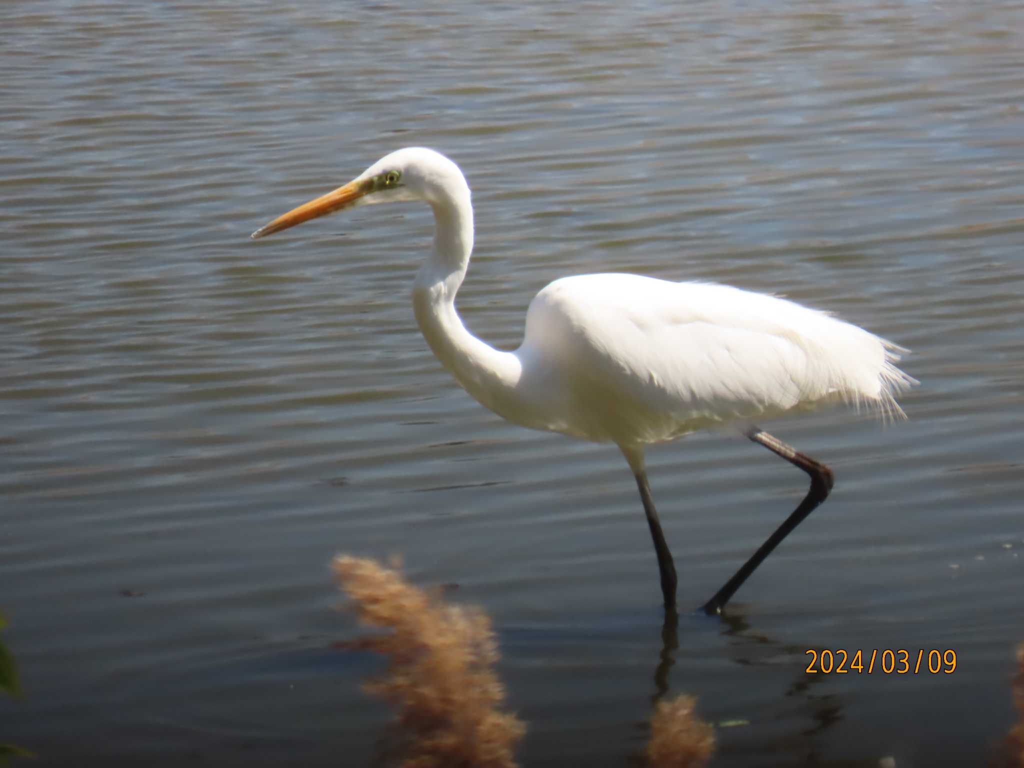 葛西臨海公園 ダイサギの写真