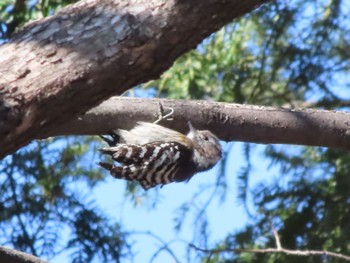 Japanese Pygmy Woodpecker 伊勢崎みらい公園 Sat, 3/9/2024