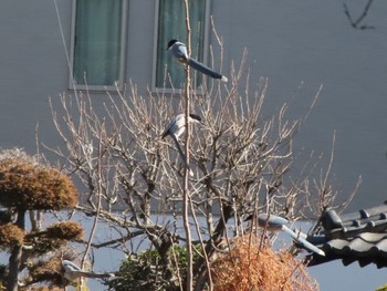 Azure-winged Magpie 伊勢崎みらい公園 Sat, 3/9/2024