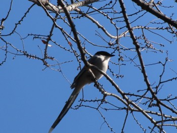 Azure-winged Magpie 伊勢崎みらい公園 Sat, 3/9/2024