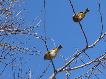 Grey-capped Greenfinch 伊勢崎みらい公園 Sat, 3/9/2024