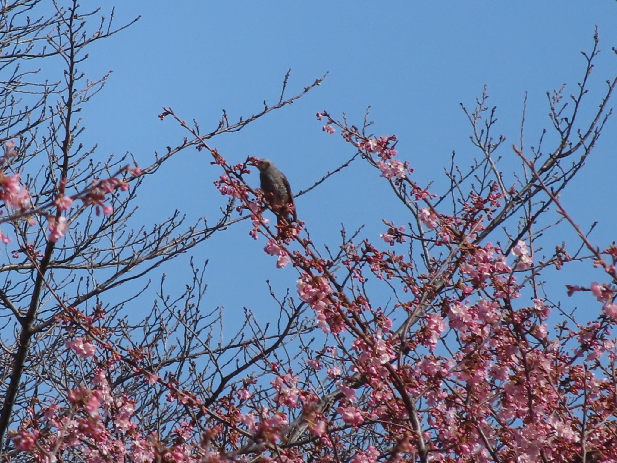 伊勢崎みらい公園 ヒヨドリの写真 by アカウント12456