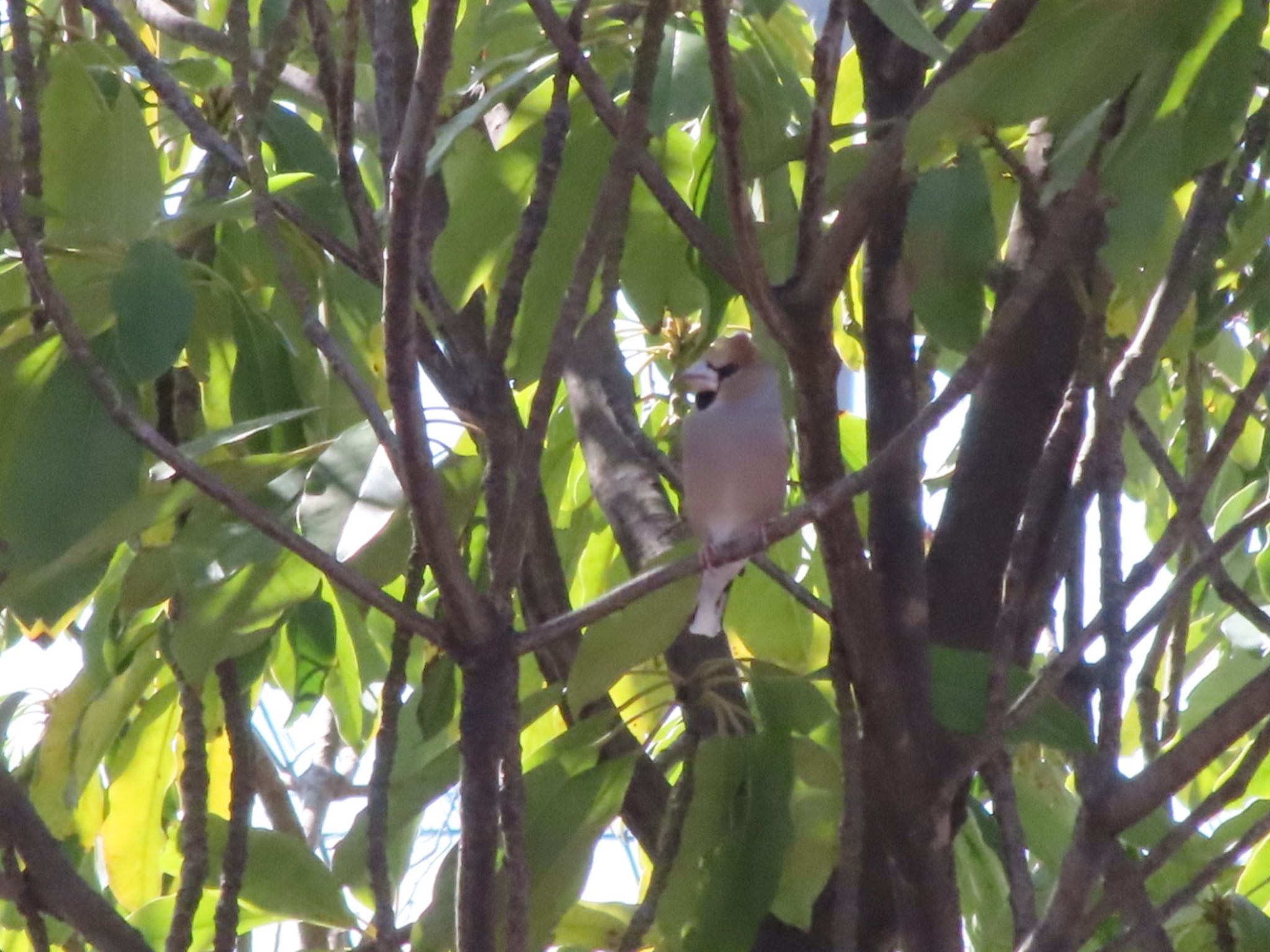 Photo of Hawfinch at 伊勢崎みらい公園 by アカウント12456