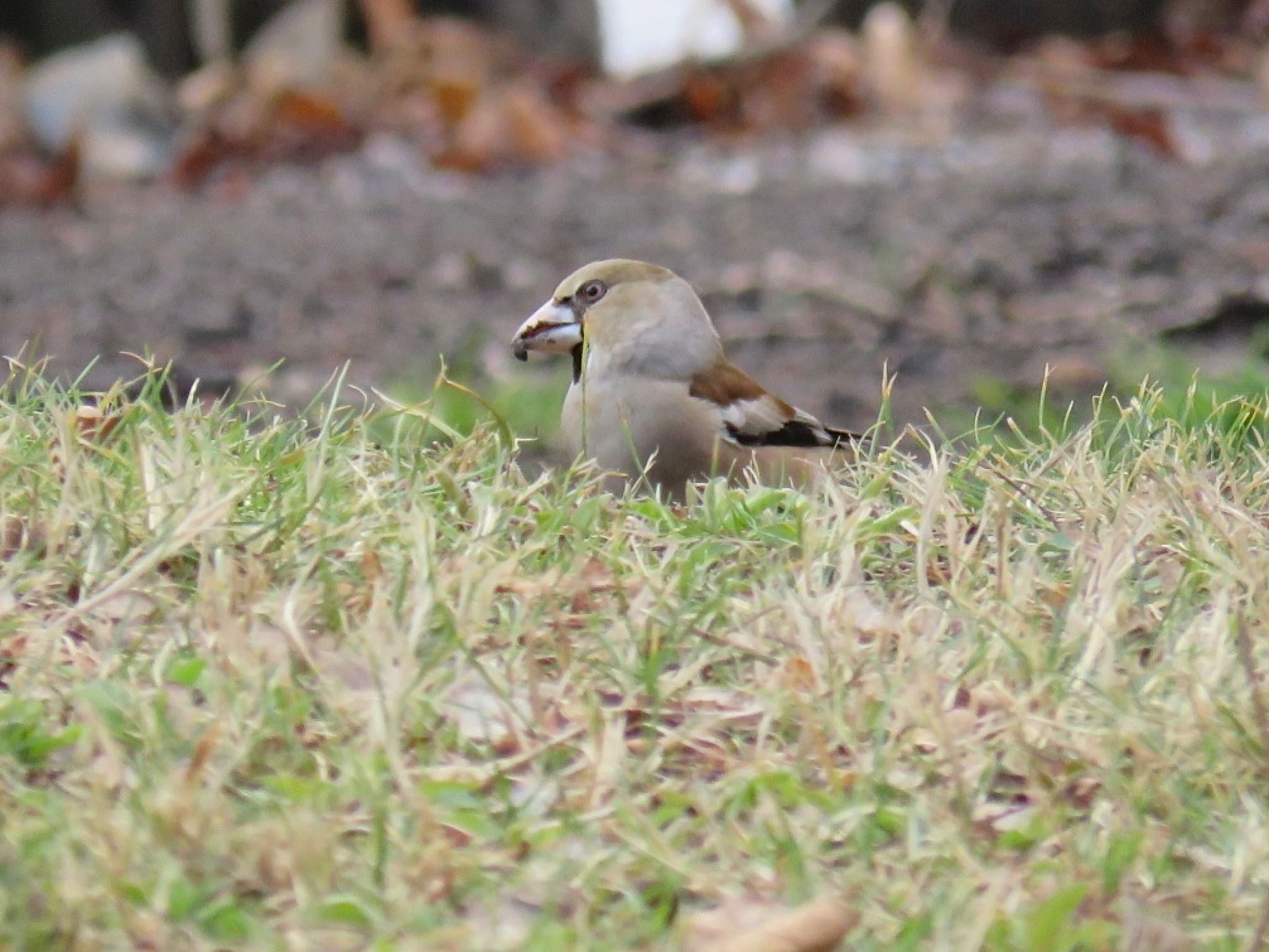 Photo of Hawfinch at Akigase Park by tobassaw