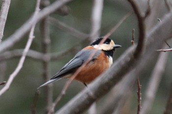 Varied Tit 新治市民の森 Tue, 3/5/2024