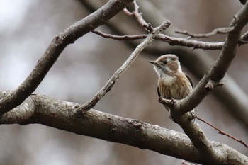 Japanese Pygmy Woodpecker 新治市民の森 Tue, 3/5/2024