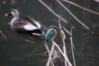 Common Kingfisher 梅田川上流 Tue, 3/5/2024