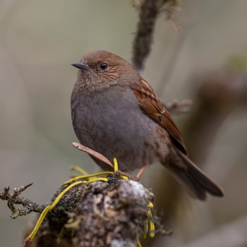 Japanese Accentor 九州 Thu, 3/9/2023