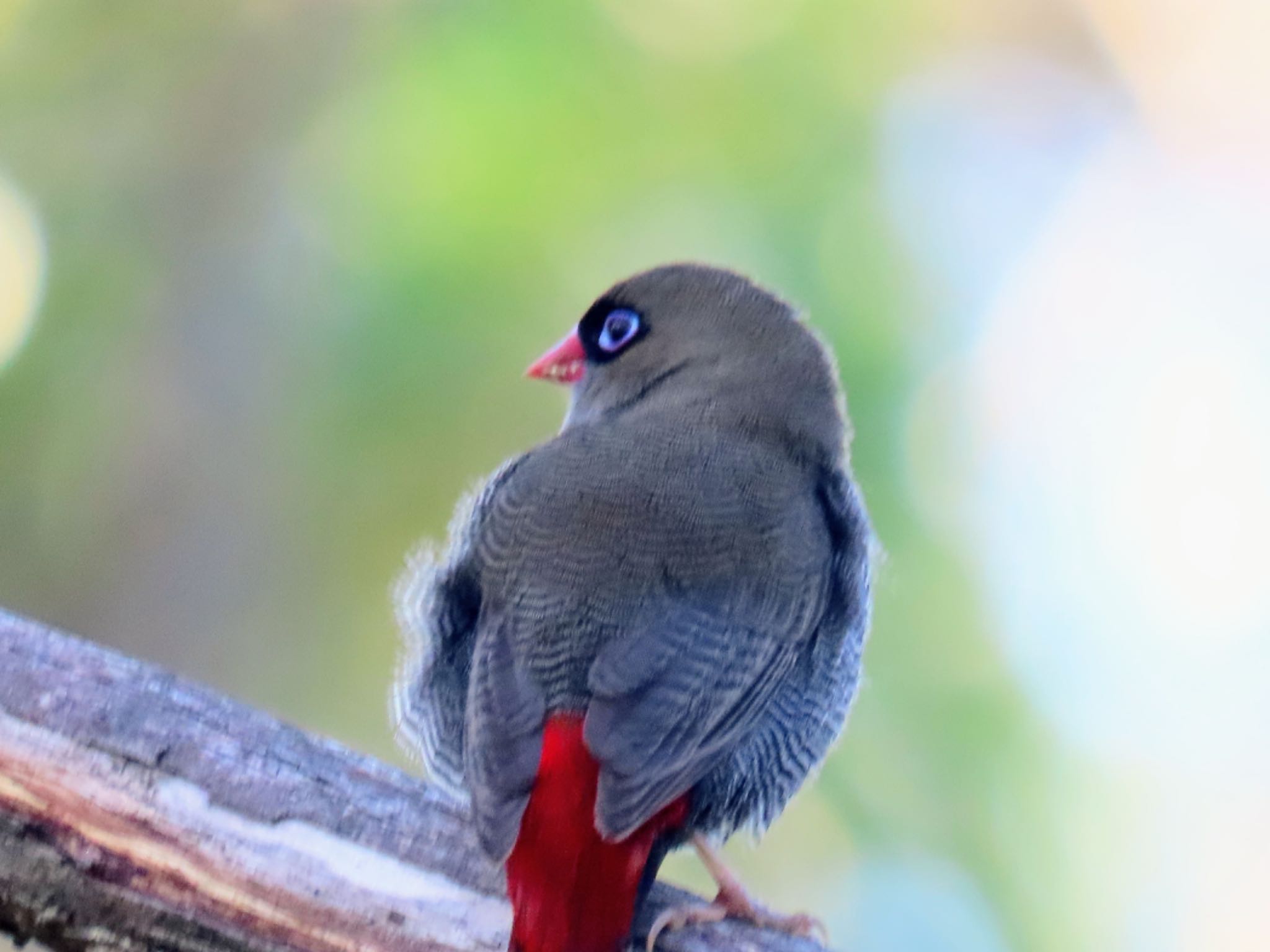 Photo of Beautiful Firetail at Barren Ground, Jamberoo, NSW, Australia by Maki