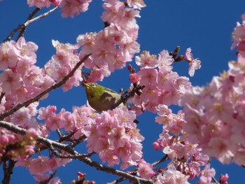 2024年3月9日(土) 伊勢崎みらい公園の野鳥観察記録