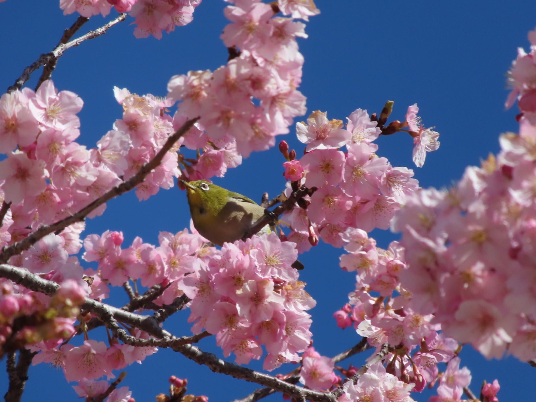 伊勢崎みらい公園 メジロの写真