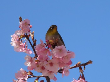 メジロ 伊勢崎みらい公園 2024年3月9日(土)