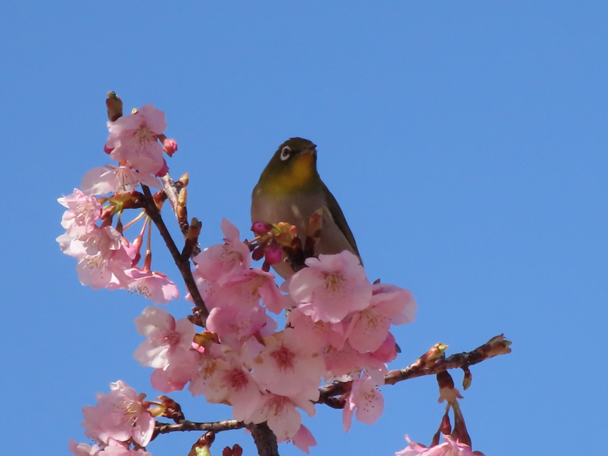 伊勢崎みらい公園 メジロの写真