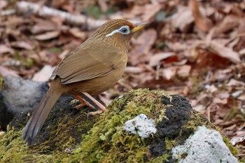 ガビチョウ 丸火自然公園 2024年3月7日(木)