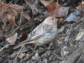 2024年3月9日(土) 早戸川林道の野鳥観察記録