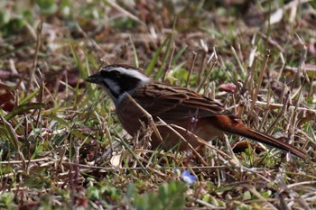 Meadow Bunting 新治市民の森 Fri, 3/8/2024