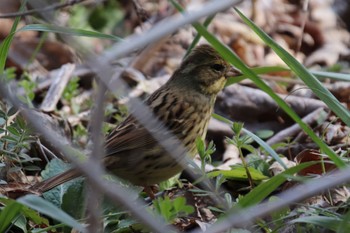 Masked Bunting 新治市民の森 Fri, 3/8/2024