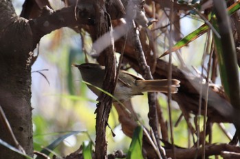 Japanese Bush Warbler 新治市民の森 Fri, 3/8/2024