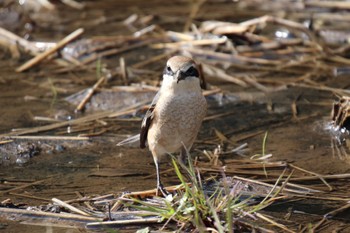 Bull-headed Shrike 新治市民の森 Fri, 3/8/2024