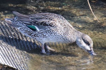 Eurasian Teal 恩田川(鶴見川合流点付近) Mon, 3/4/2024