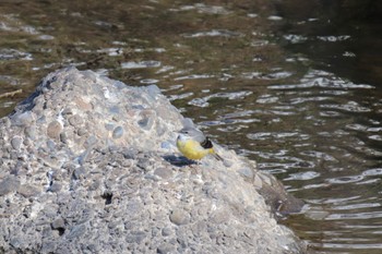 Grey Wagtail 恩田川(鶴見川合流点付近) Mon, 3/4/2024