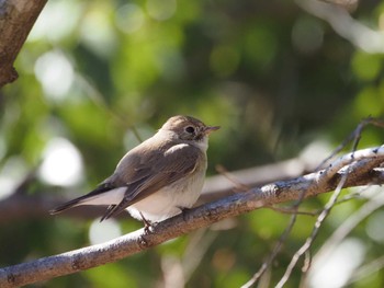 Red-breasted Flycatcher まつぶし緑の丘公園 Sat, 3/9/2024