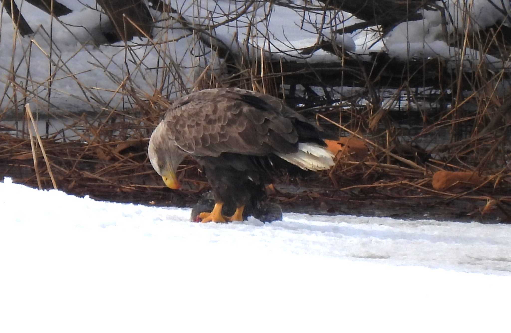 札幌モエレ沼公園 オジロワシの写真