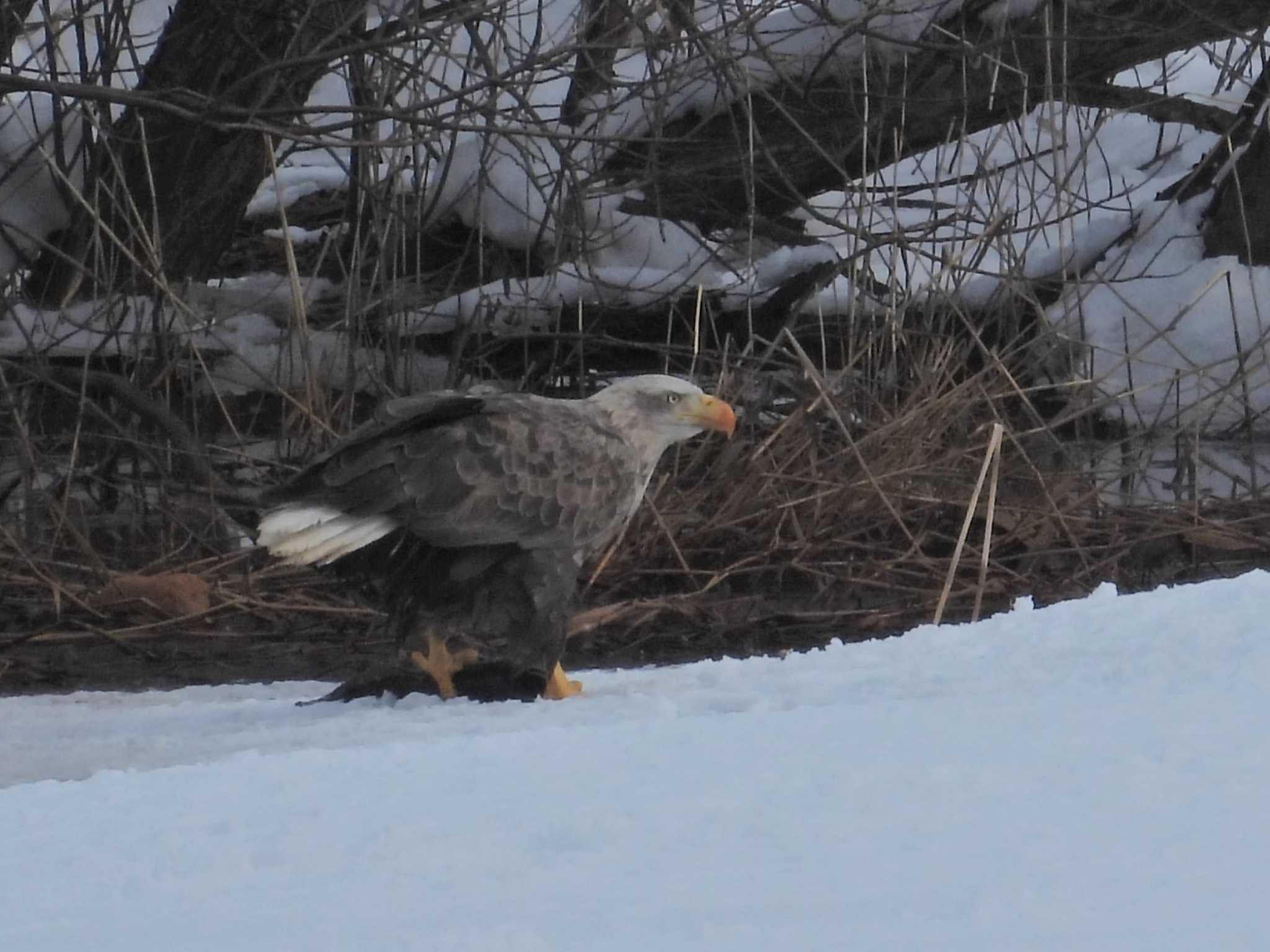 札幌モエレ沼公園 オジロワシの写真