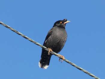 Crested Myna 恩田川(鶴見川合流点付近) Fri, 12/29/2023