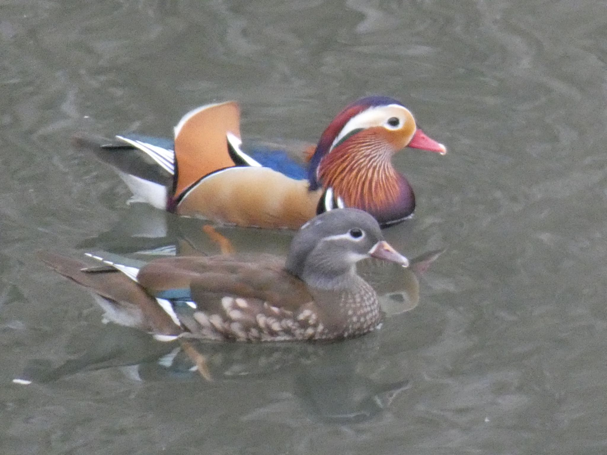 奈良山公園 オシドリの写真