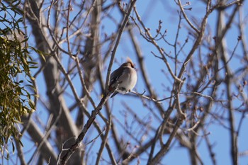 Bohemian Waxwing Makomanai Park Fri, 1/19/2024