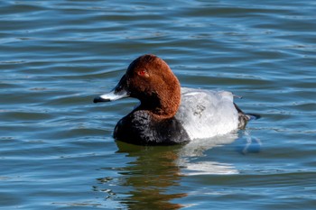 Common Pochard つくし湖(茨城県桜川市) Sat, 3/9/2024