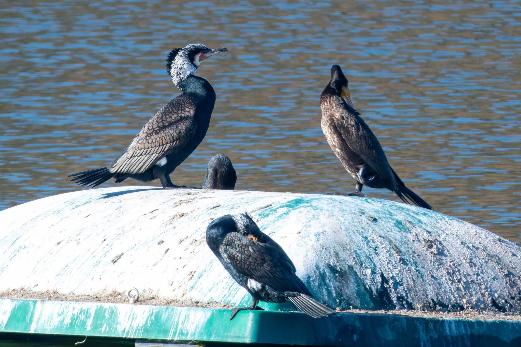Photo of Great Cormorant at つくし湖(茨城県桜川市) by MNB EBSW